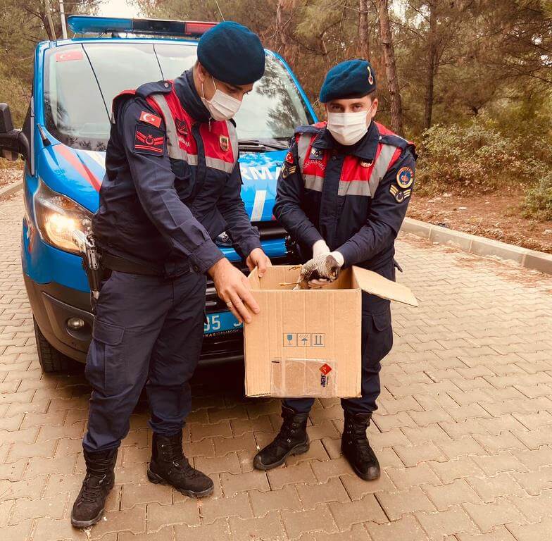 İzmir'de jandarmanın bulduğu yaralı şahin tedavi edildi