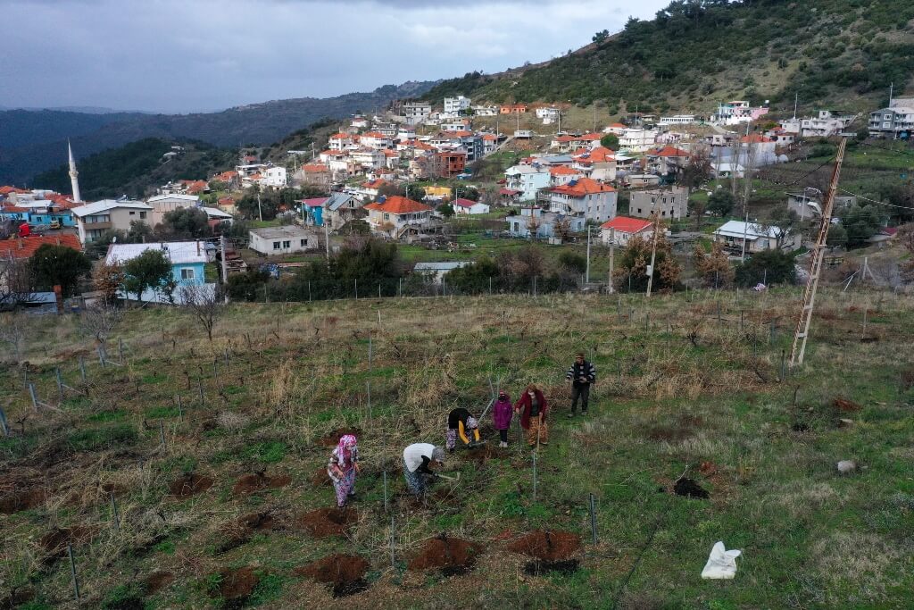 İzmirli kadınlar Kavacık üzümü bağlarını sezona hazırlıyor