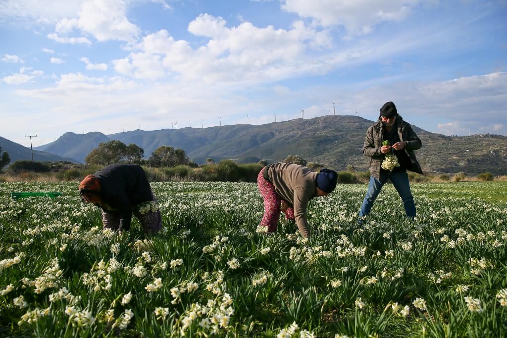 Karaburun Yarımadası'nda yetiştirilen nergis çiçeği rağbet görüyor