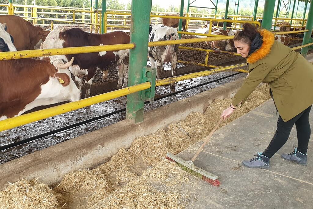 Manisa'da kadın çiftçi, işini FAO destekli proje ile büyüttü