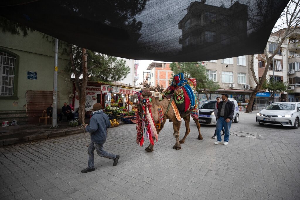 Manisalı aile dededen toruna 3 kuşaktır deveciliği yaşatıyor