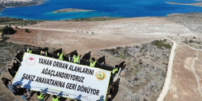 Çeşme'de yangından zarar gören alana 5 bin sakız ağacı fidanı dikildi