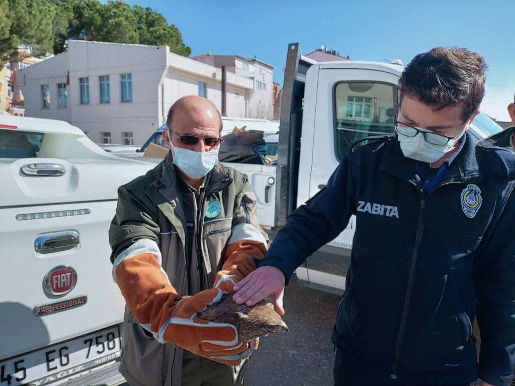 Manisa'da bulunan yaralı şahin, tedavi altına alındı