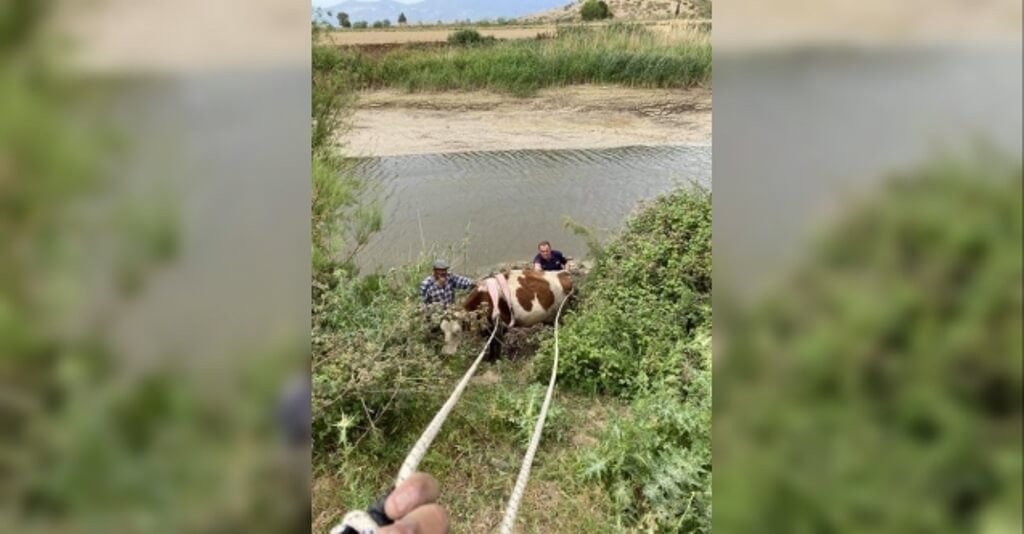 Aydın'da Menderes Nehri'ne düşen ineği itfaiye ekibi kurtardı