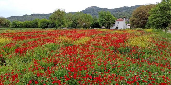 Fethiye'de açan gelincikler güzel görüntü oluşturdu