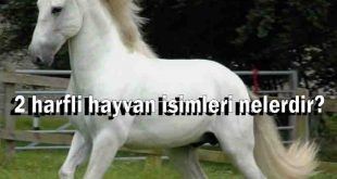 2 harfli hayvan