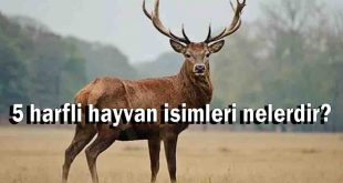 5 harfli hayvan