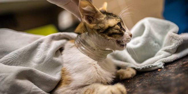 İzmir'de kafası cam kavanoza sıkışan kedi, hayvanseverlerin seferber olmasıyla kurtarıldı