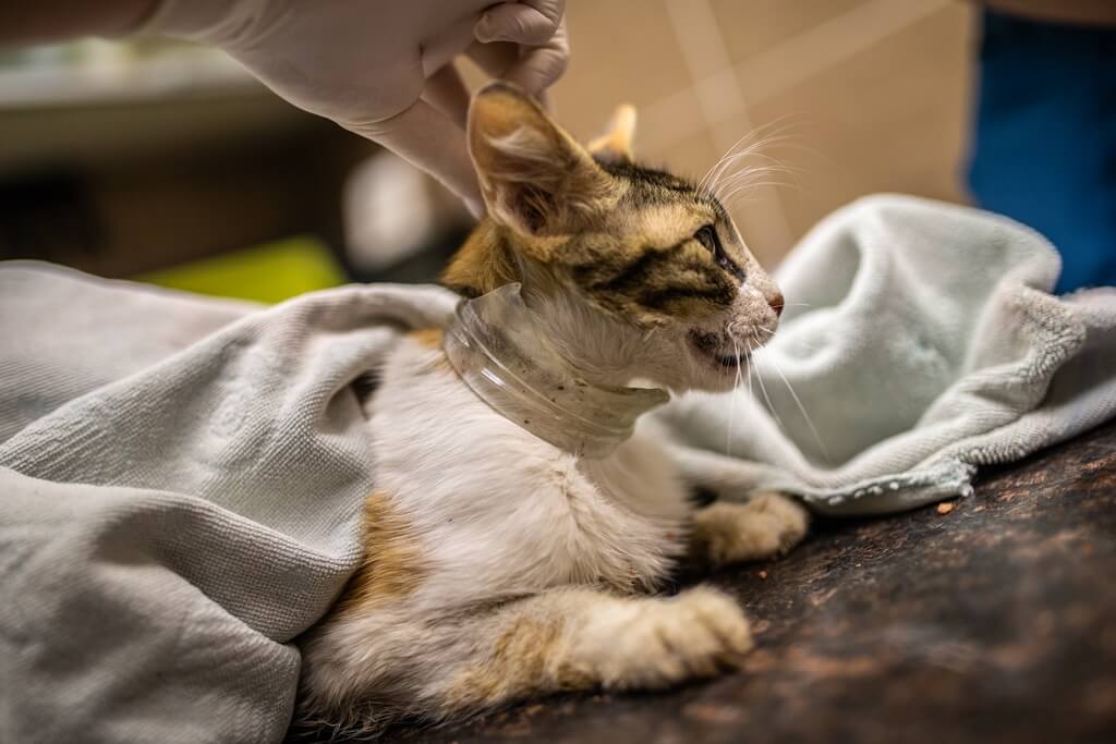 İzmir'de kafası cam kavanoza sıkışan kedi, hayvanseverlerin seferber olmasıyla kurtarıldı