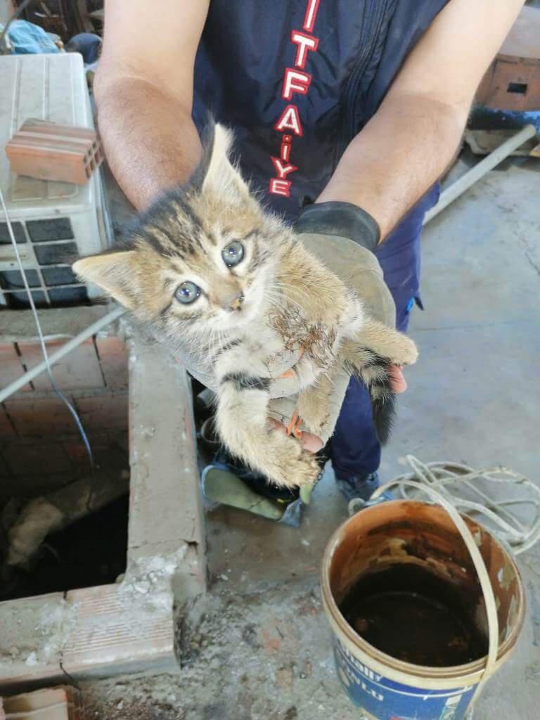 Alaşehir'de havalandırma boşluğunda mahsur kalan kedi yavruları kurtarıldı