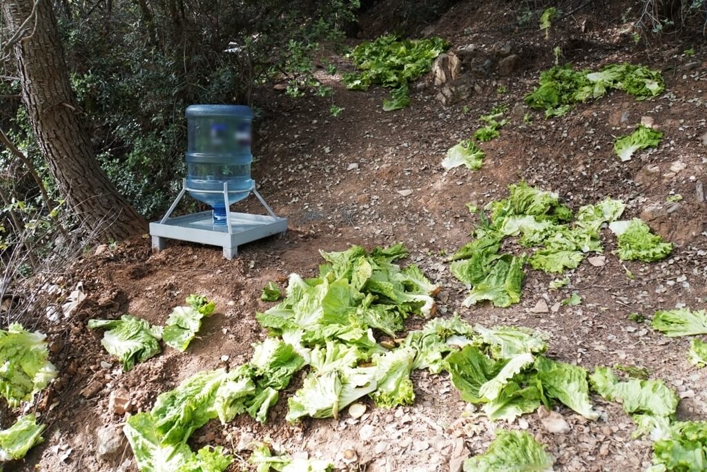 Bodrum'da yaban domuzları için ormanlık alanlara sebze meyve atıkları bırakıldı