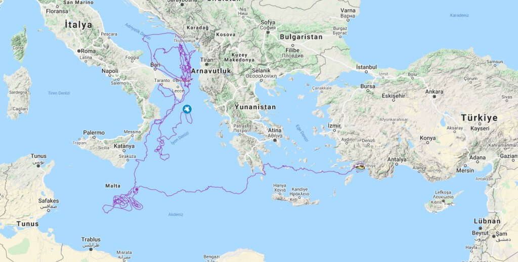 Caretta Tuba yaklaşık iki yılda 10 bin kilometre yol aldı