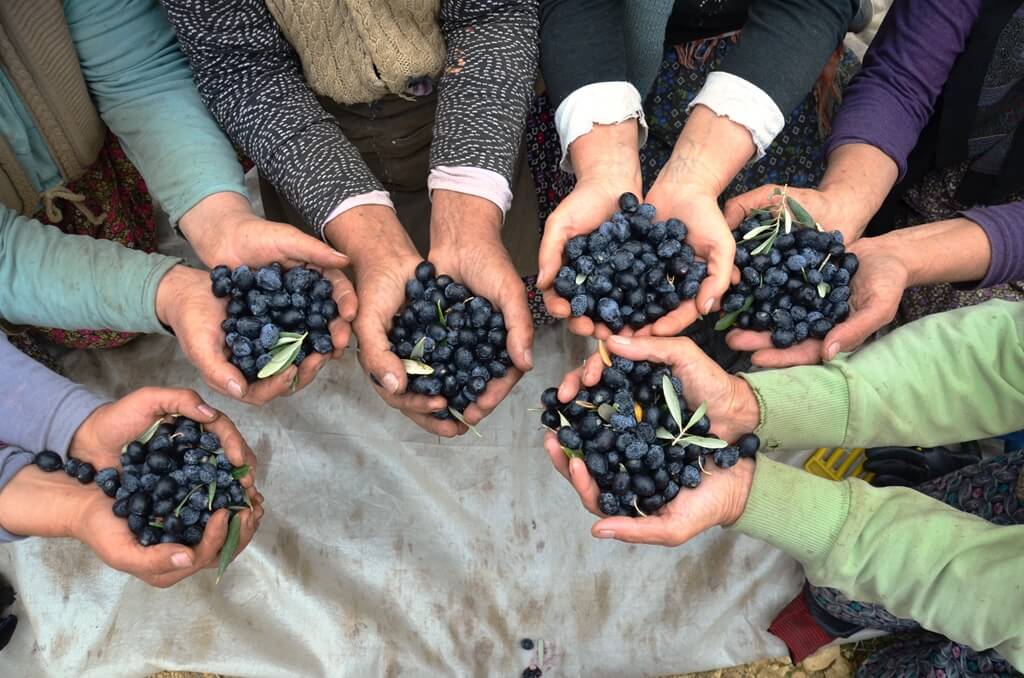 Demirci'de çiftçiler üretici zeytin rekoltesi ve fiyatından memnun