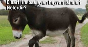 E harfi ile Hayvan