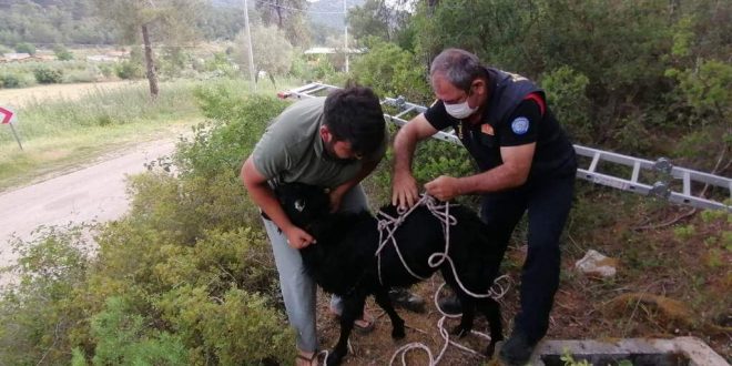 Fethiye'de kuyuya düşen keçiyi itfaiye kurtardı