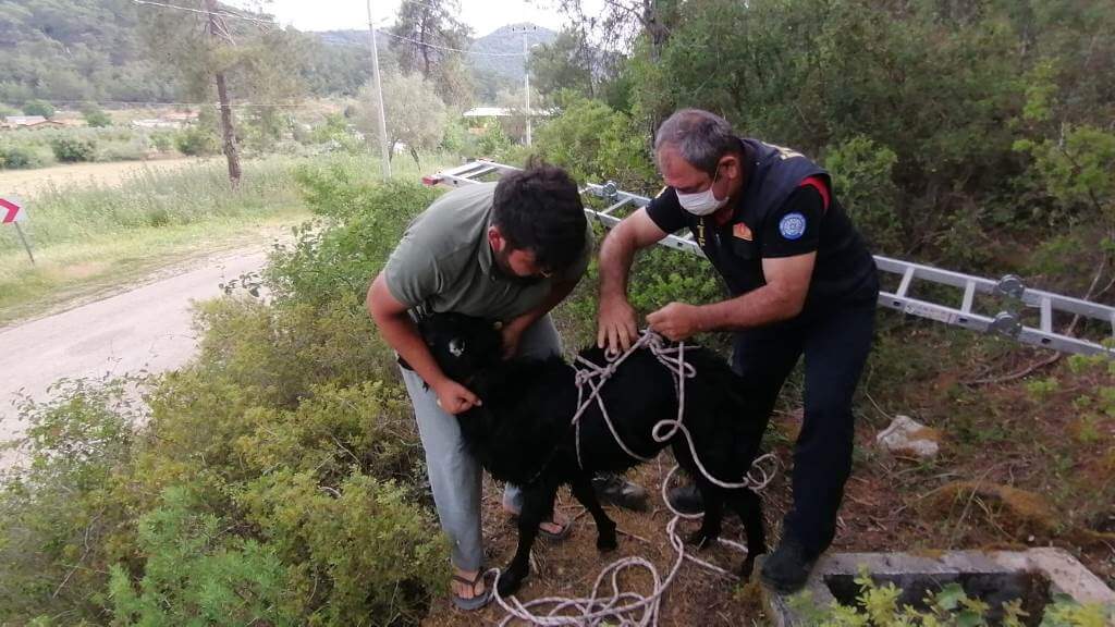 Fethiye'de kuyuya düşen keçiyi itfaiye kurtardı