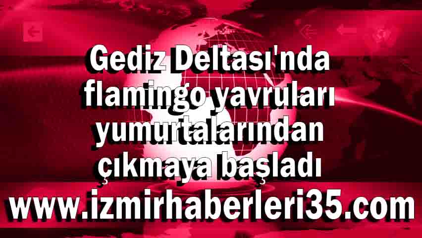 Gediz Deltası'nda flamingo yavruları yumurtalarından çıkmaya başladı