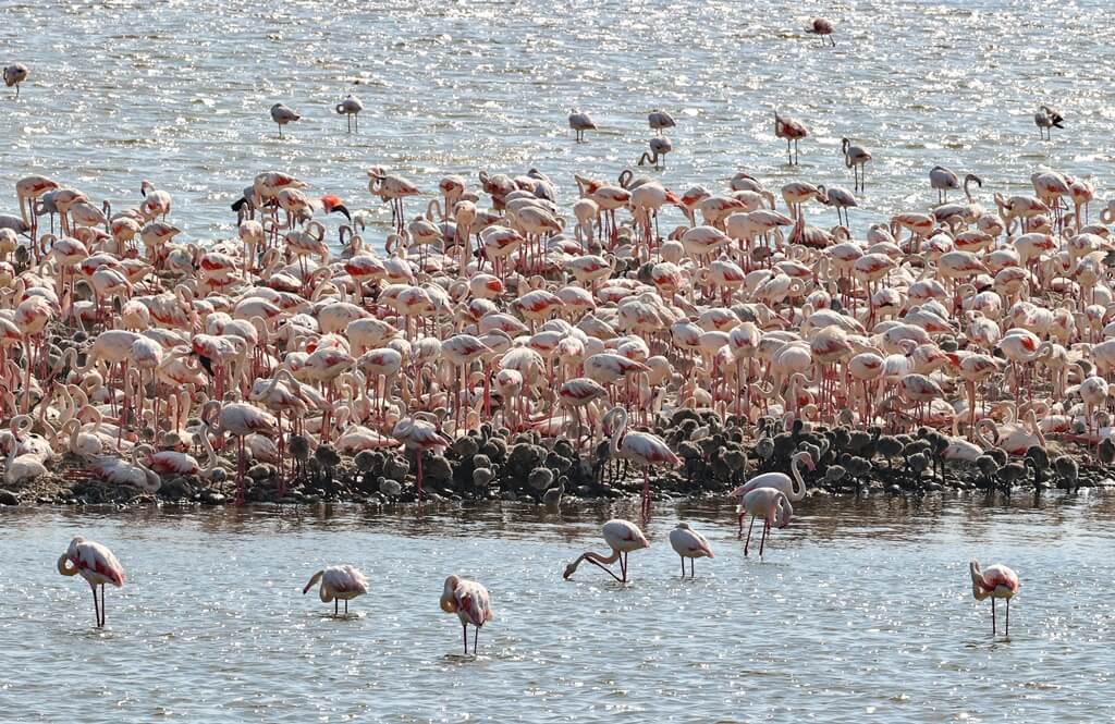 İzmir'deki "flamingo adası" kuluçkaya yatan binlerce allı turnaya kucak açtı