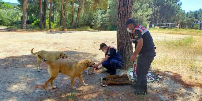 Jandarma ekipleri İzmir'de sokak hayvanlarını unutmadı