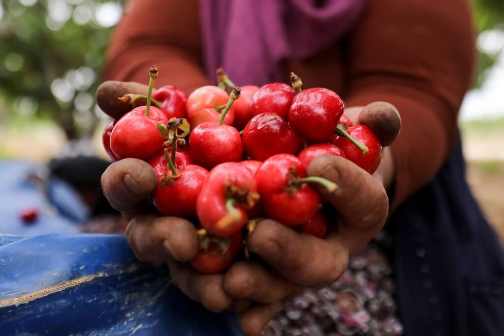 Kirazda yeni sezon "rekor ihracat" hedefiyle başladı