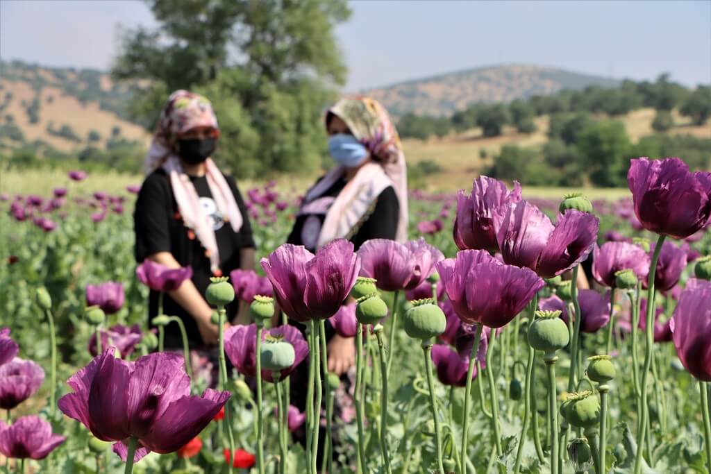 Manisa'da haşhaş ekili tarlalar görsel şölen sunuyor