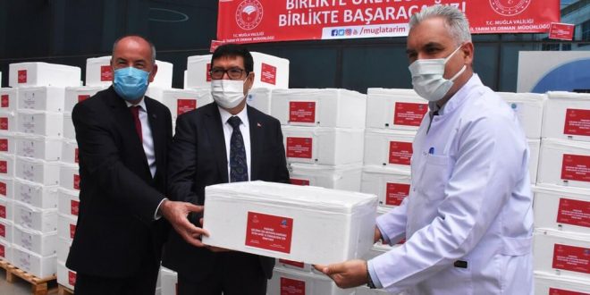 Muğla'da temizlenen 20 ton balık sağlık çalışanlarına dağıtıldı