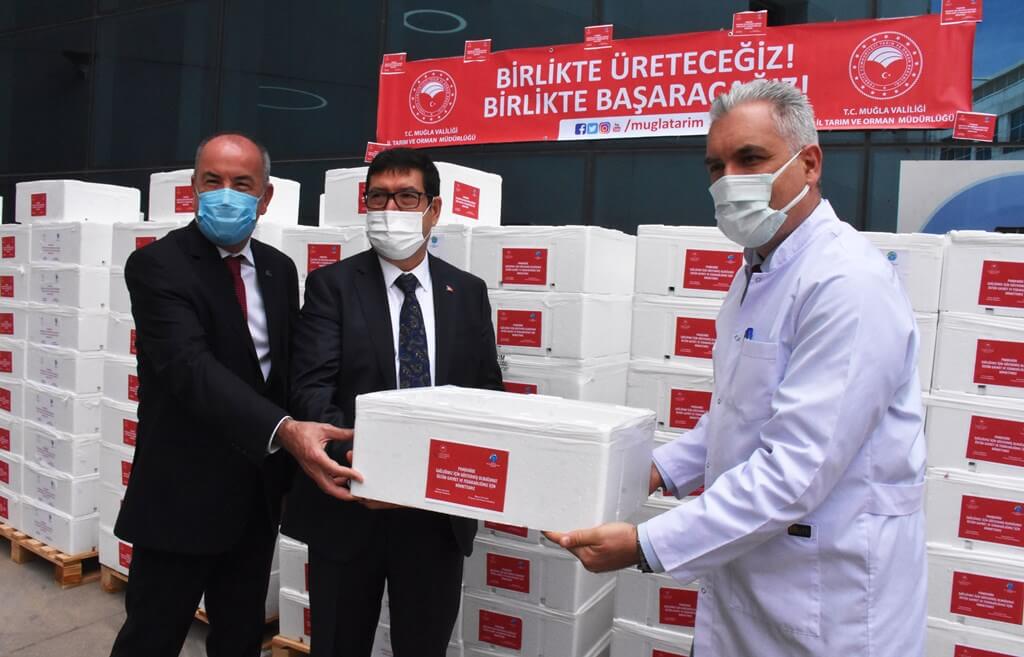 Muğla'da temizlenen 20 ton balık sağlık çalışanlarına dağıtıldı