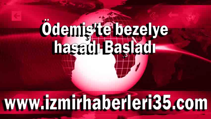 Ödemiş bezelye hasadı