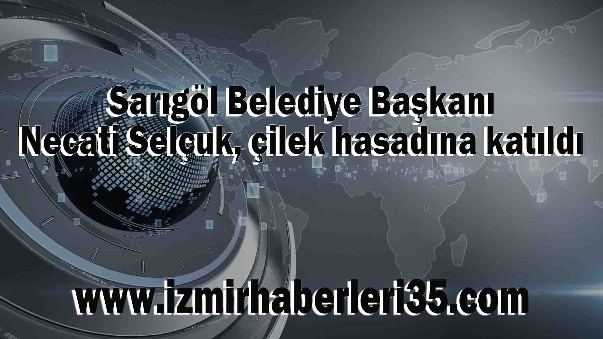 Sarıgöl Belediye Başkanı Necati Selçuk, çilek hasadına katıldı