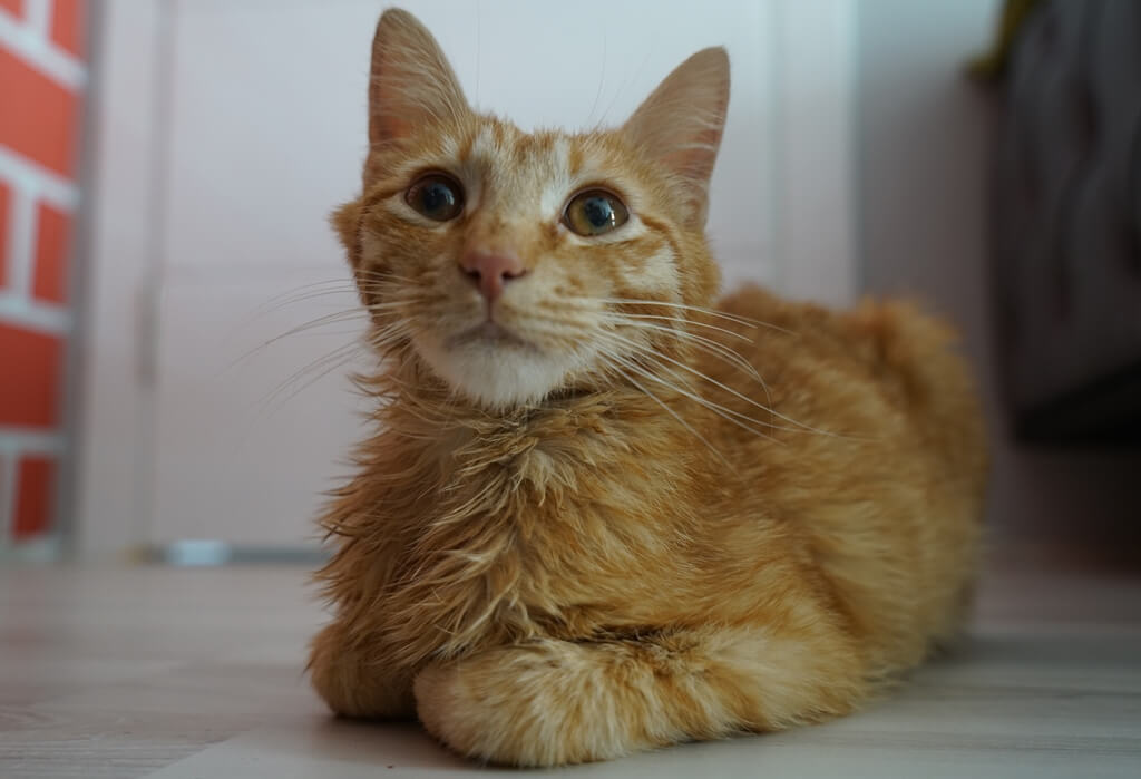 Tavşanlı'da FİP hastalığına yakalanan kedi "Cesur" tedavi ediliyor