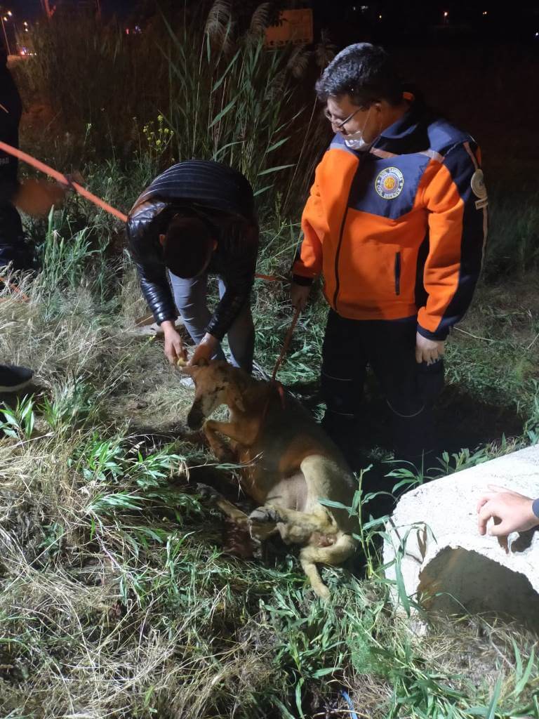 Afyonkarahisar'da kuyuya düşen 3 koyun ve kaplumbağayı AFAD ekipleri kurtardı