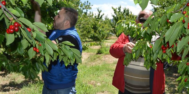 Afyonkarahisarlı kiraz üreticileri, kuraklığa rağmen rekoltede düşüş beklemiyor