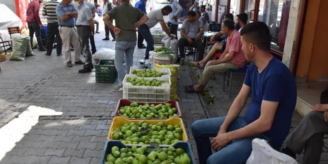 Aydın'da incir üretiminde "ilekleme" başladı