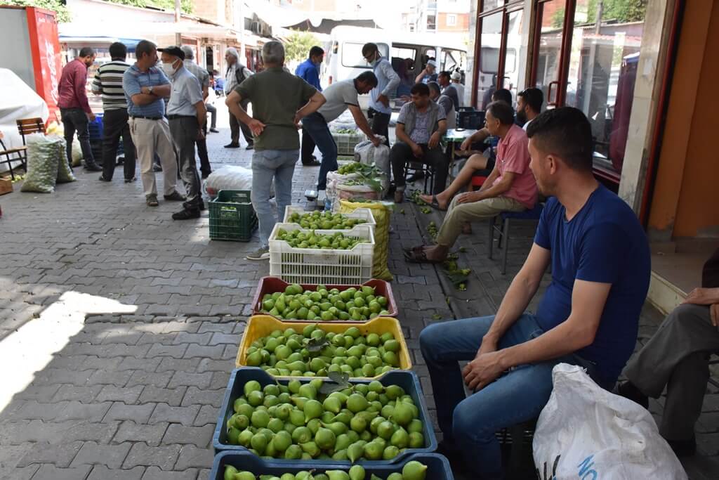 Aydın'da incir üretiminde "ilekleme" başladı