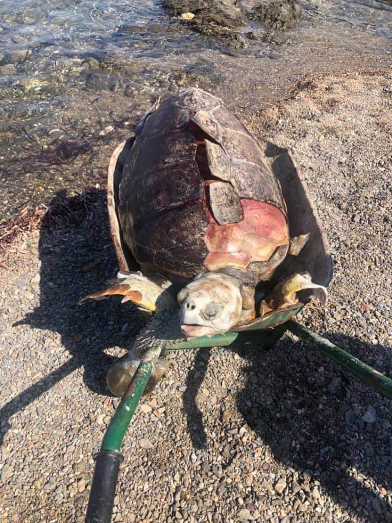 Bodrum sahilinde ölü caretta caretta bulundu