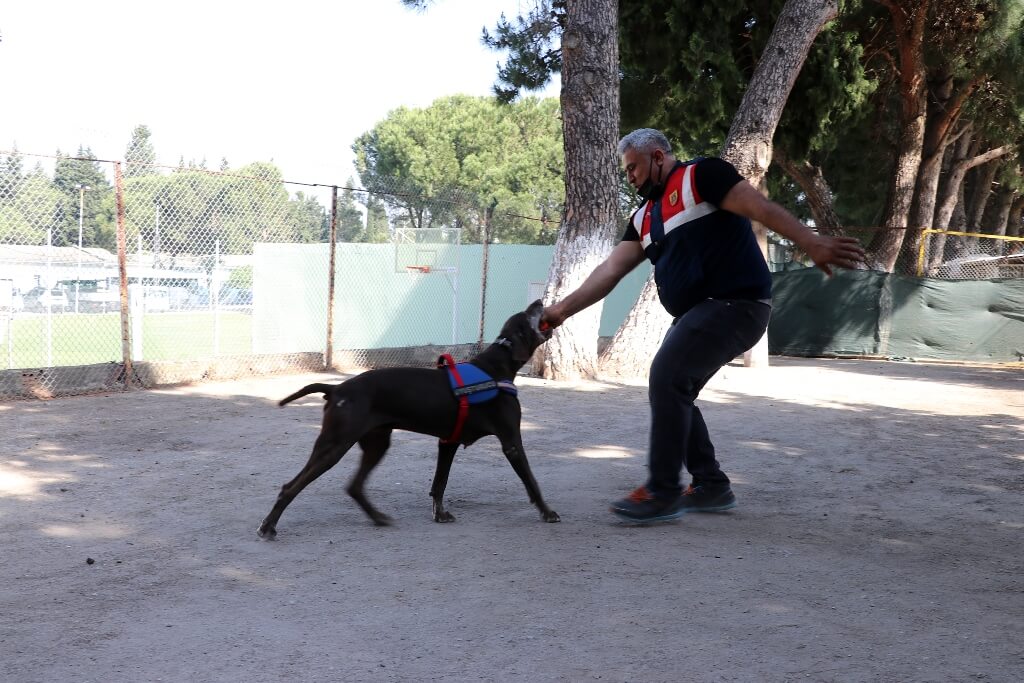 Dedektör köpek Volta'nın "emekliliği" eğitmeni jandarma personelini üzdü