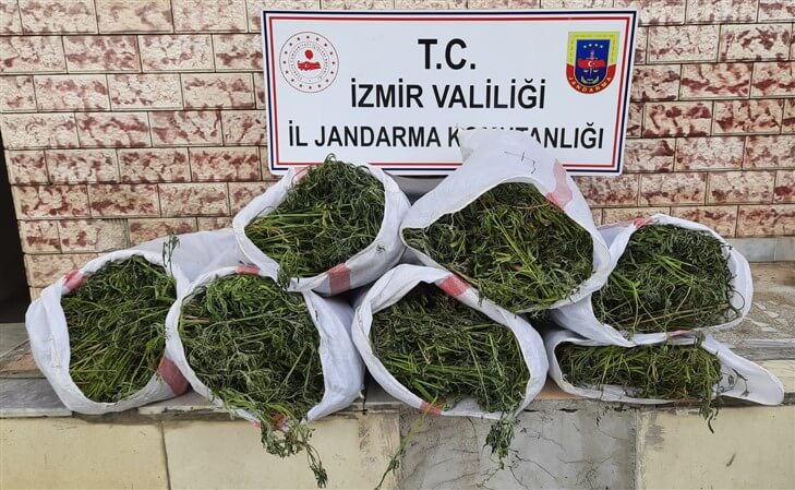 İzmir'de Jandarma operasyonda 27 kilogram esrar ve 756 kök Hint keneviri ele geçirdi