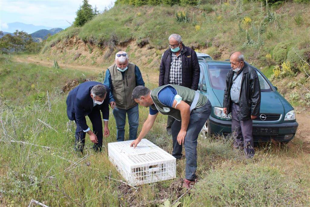 İzmir'in Ödemiş ilçesinde doğaya kınalı keklik bırakıldı