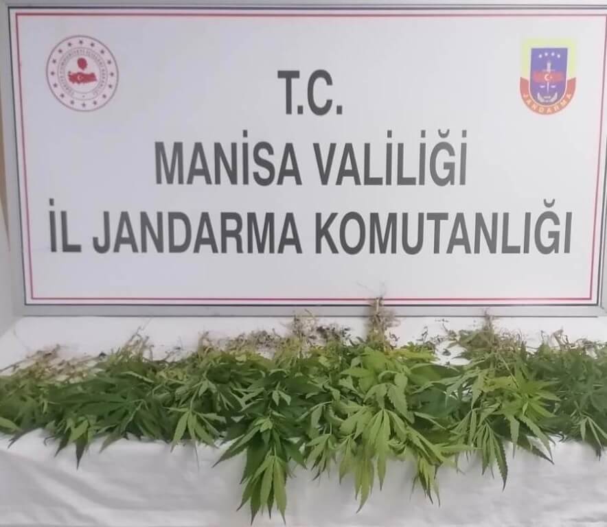 Manisa'da 60 kök Hint keneviri ele geçirildi