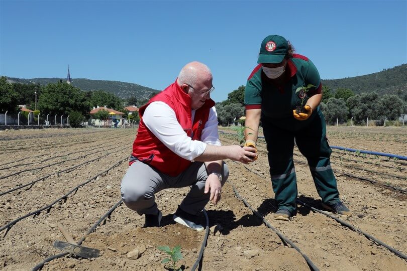 Muğla'da ata tohumlarından yetiştirilen 55 bin fide toprakla buluştu