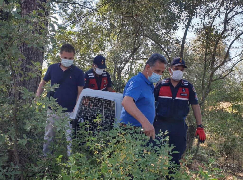 Muğla'da jandarmanın bulduğu yaralı oklu kirpi tedavi altına alındı