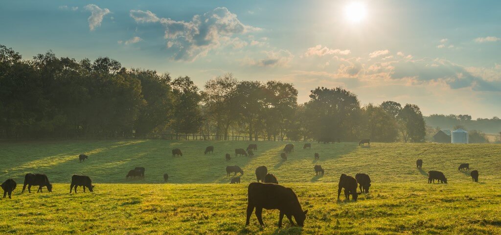 Ruminant hayvanlarda vitamin ve mineral desteği süt verimliliğini artırıyor