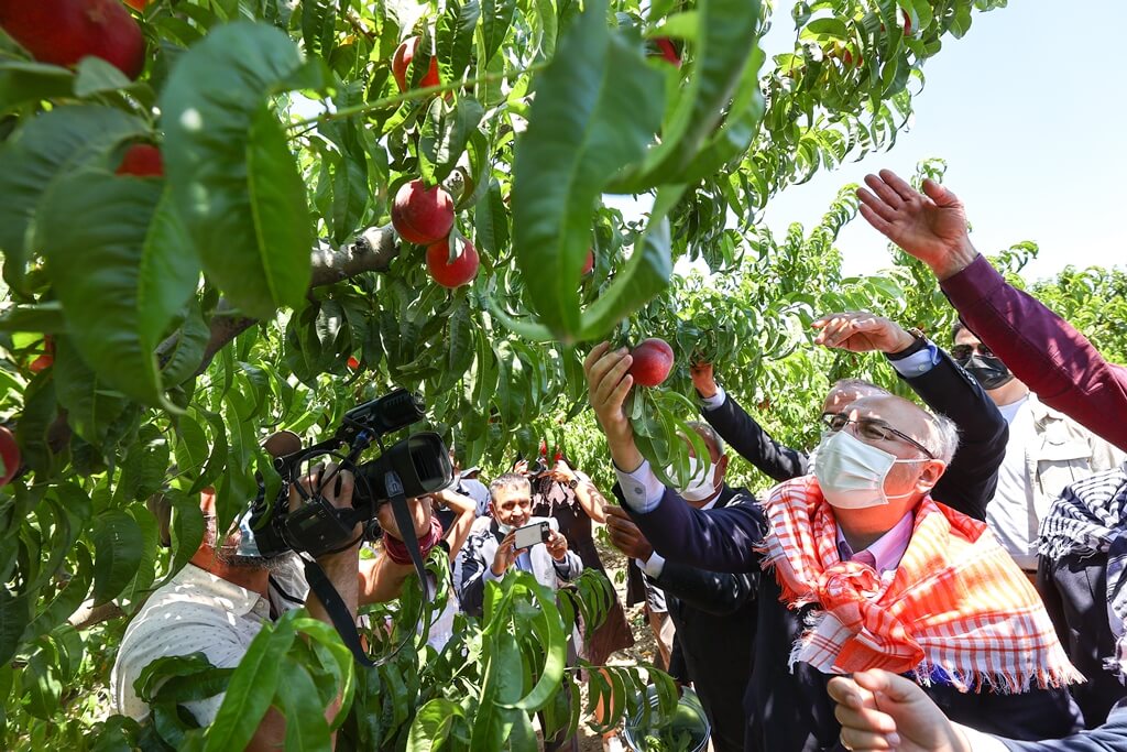 Selçuk'ta şeftali hasadına İzmir Valisi Köşger katıldı