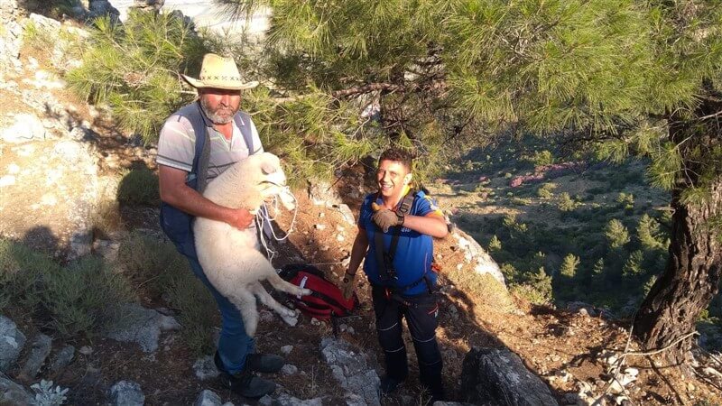 Söke’de dağda mahsur kalan kuzu, AFAD ekibince kurtarıldı