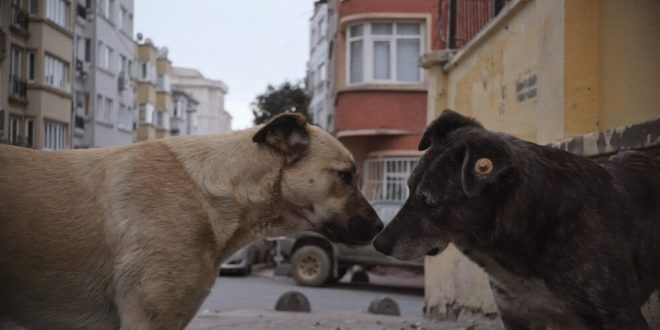 Zeytin ve arkadaşlarının gözünden bambaşka bir İstanbul