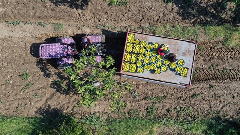 Dünyaca ünlü Aydın incirinde hasat başladı