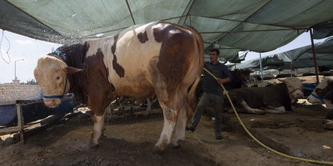 İzmir'de 1270 kiloluk kurbanlık "Polat", 32 bin liraya alıcı buldu