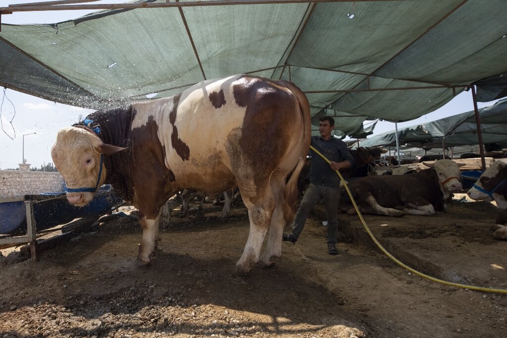 İzmir'de 1270 kiloluk kurbanlık "Polat", 32 bin liraya alıcı buldu