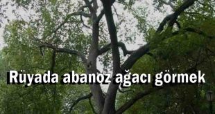 Rüyada abanoz ağacı görmek