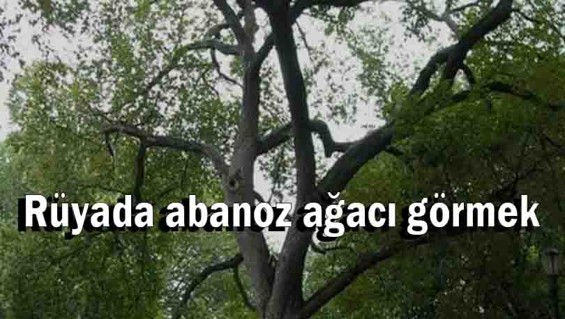 Rüyada abanoz ağacı görmek